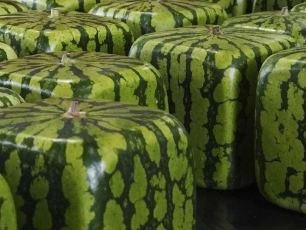 melons carrés