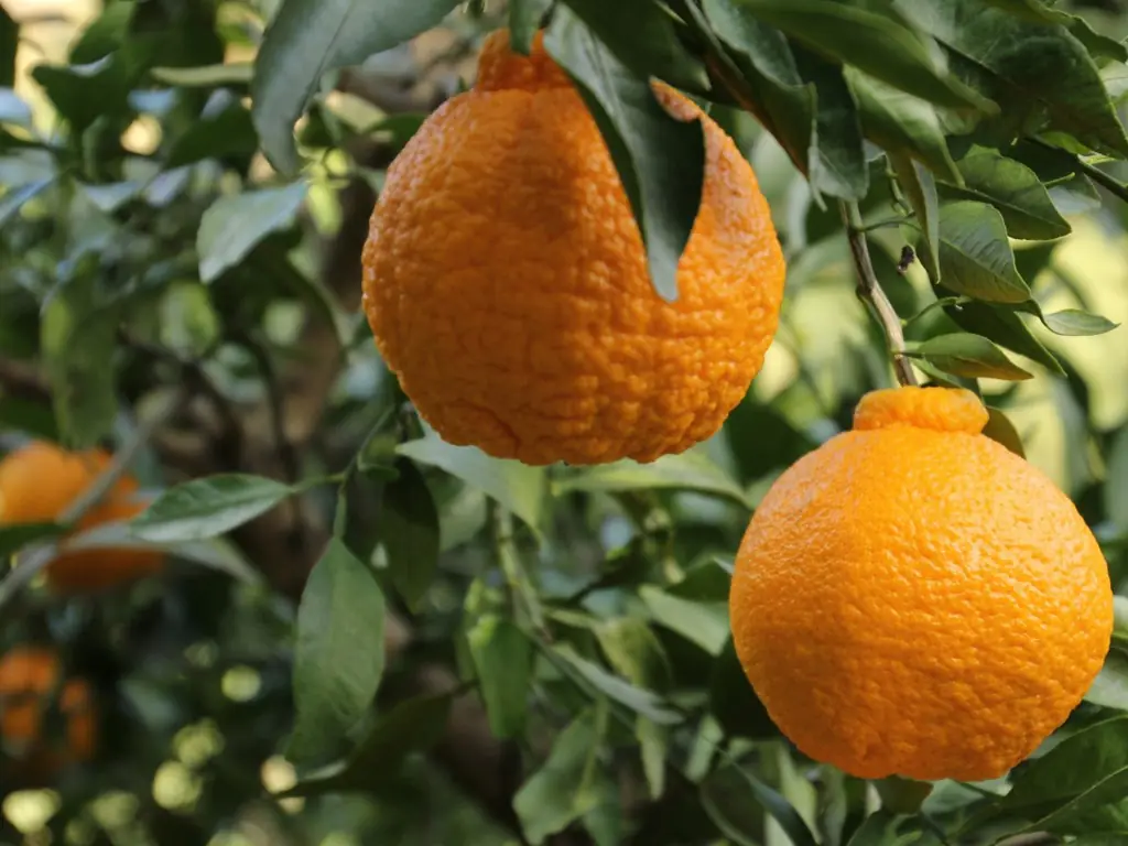 citrons Dekopon