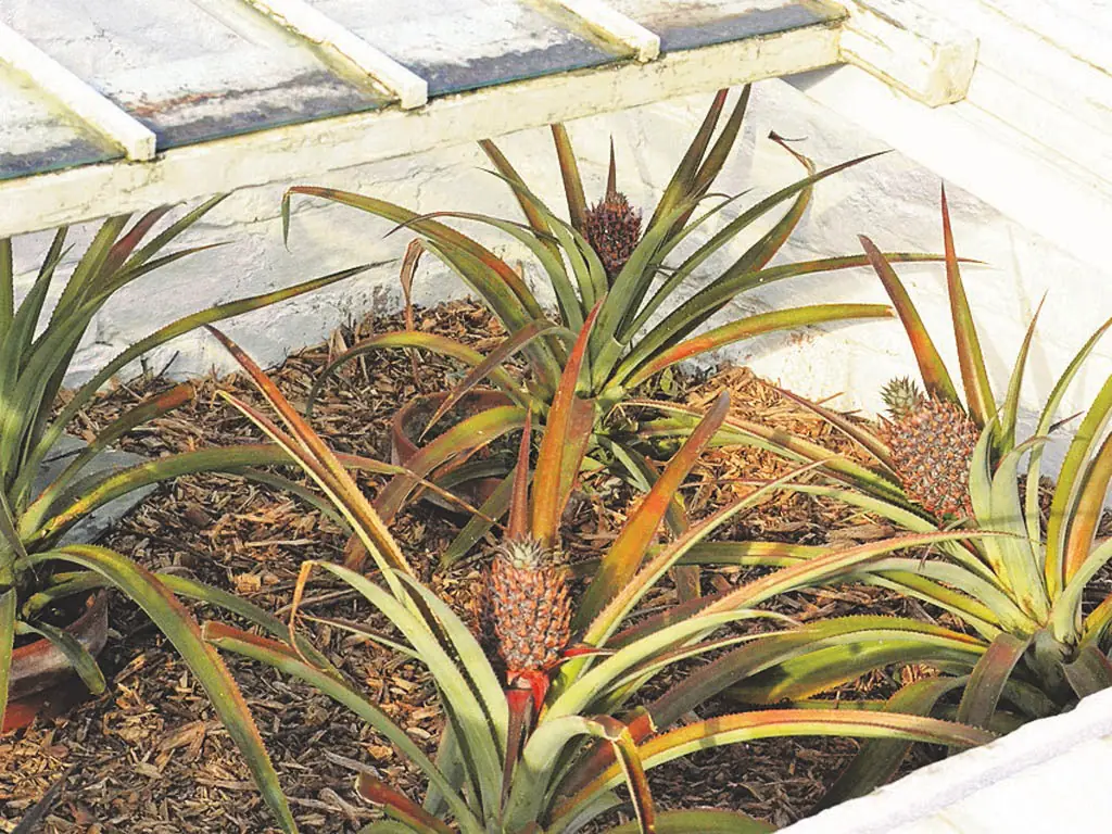 ananas du jardin perdu d’Heligan